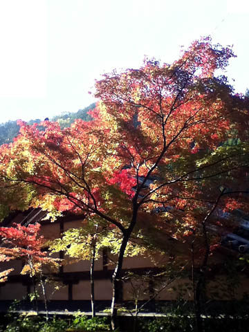 鷹峯千束町の紅葉